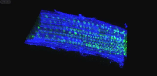 Arabidopsis FLC smFISH, 2-channel fluorescence