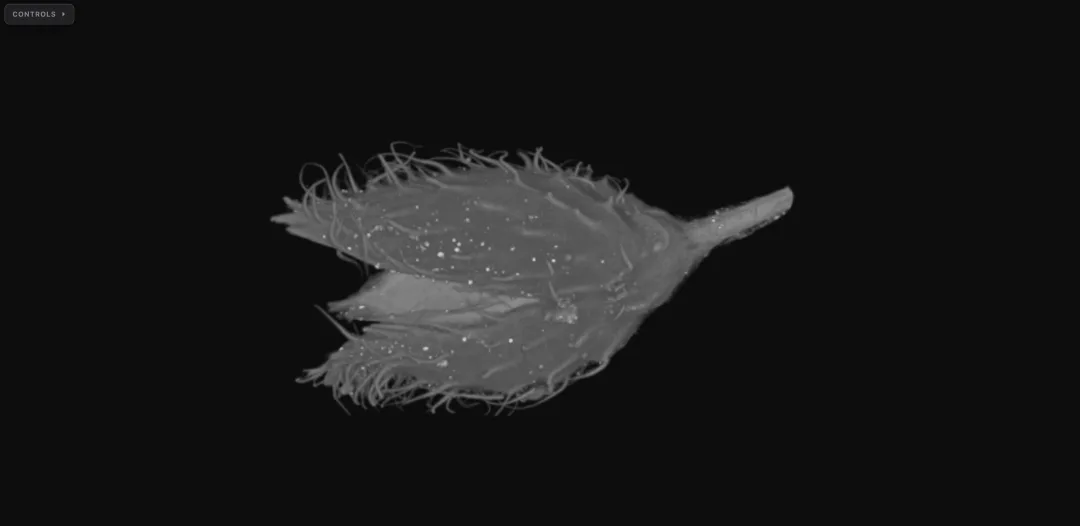 Beechnut micro-CT scan