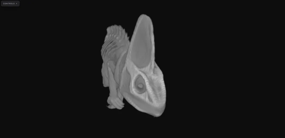 Veiled chameleon CT scan