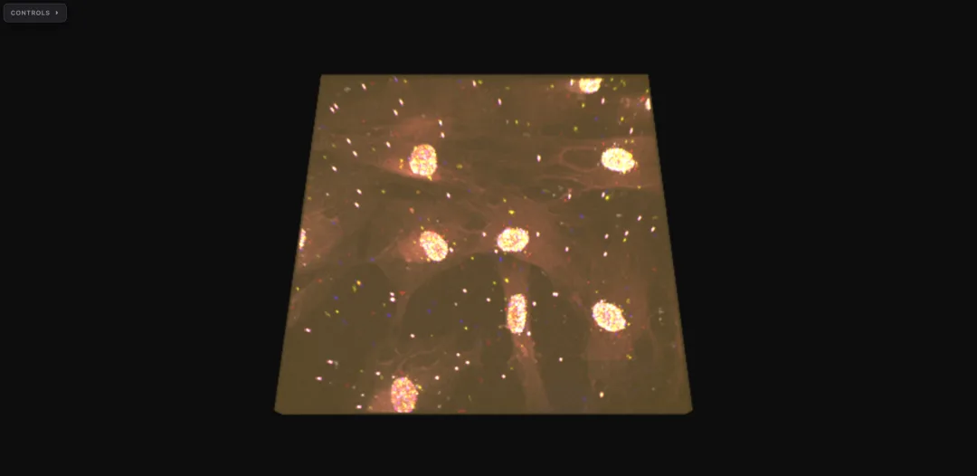 Human fibroblast, 4-channel in situ genome sequencing