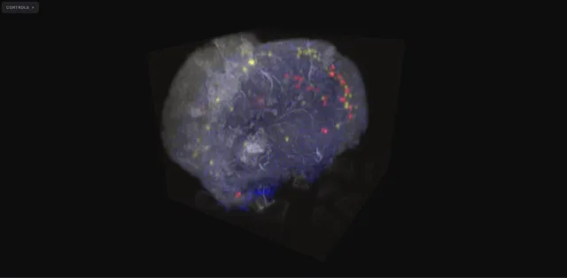 Drosophila brain, 4-channel fluorescence FISH