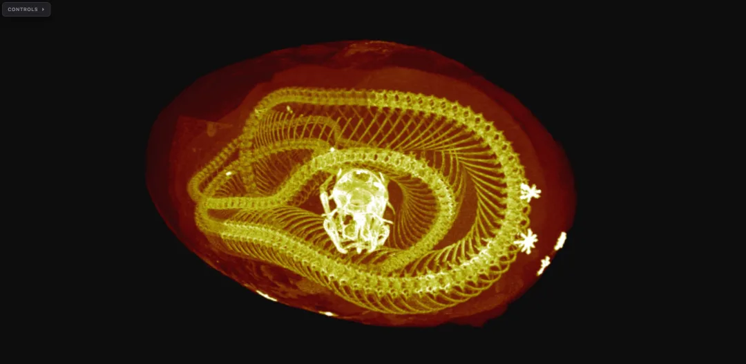 Kingsnake CT scan