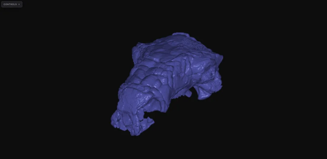 Pawpawsaurus skull CT scan