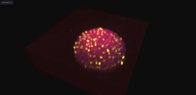 Zebrafish embryo, 4-channel fluorescence