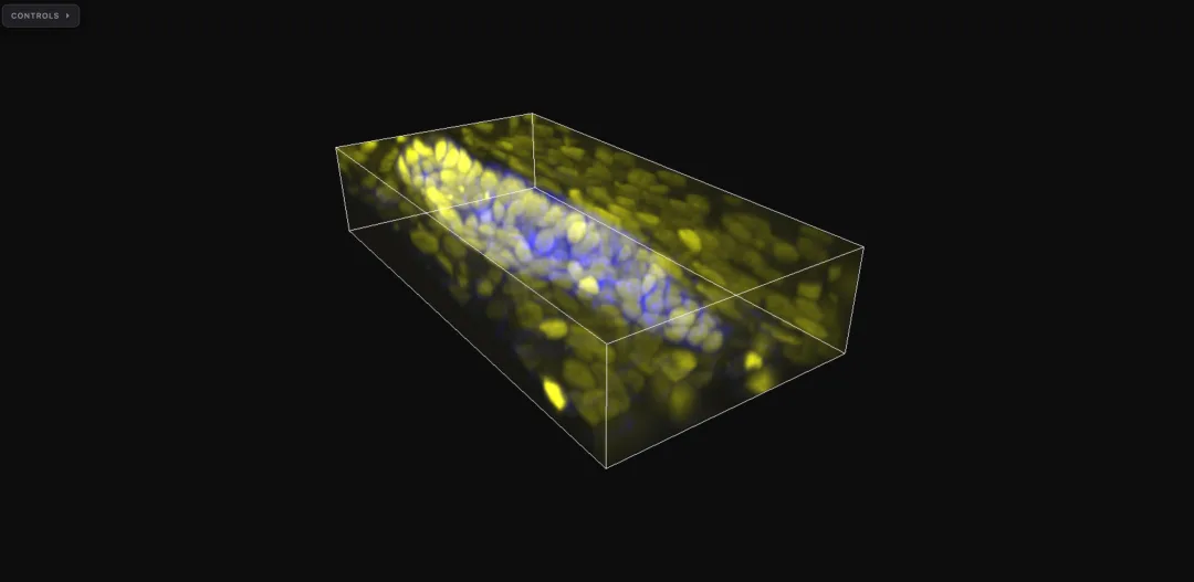 Zebrafish lateral line, 2-channel fluorescence